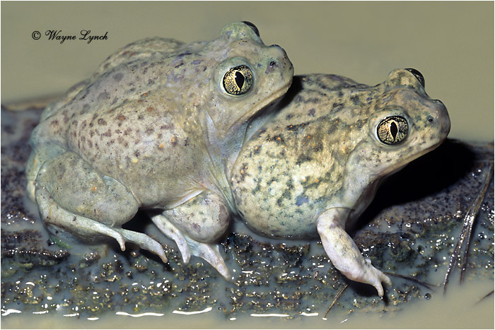 Plains Spadefoot Toad 101 by Dr. Wayne Lynch &copy;